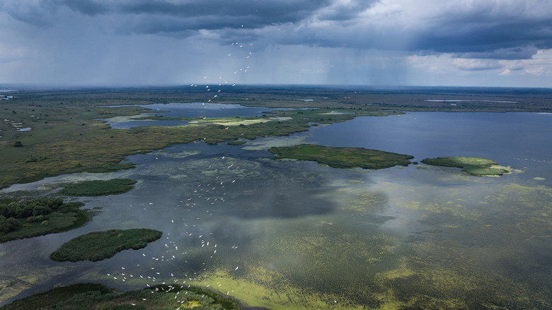 Wild Delta still 4