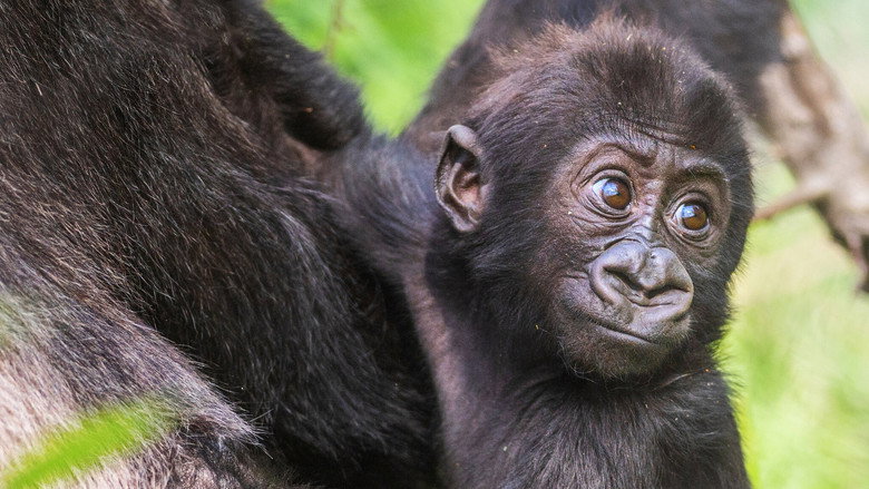 Baby Gorilla Cam still 2