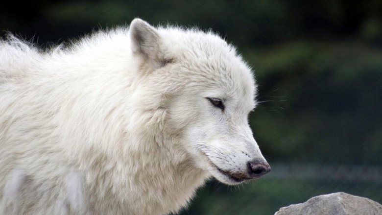 White Wolves - A Cry in the Wild II still 1