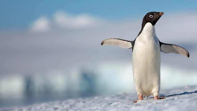 Penguins still 1