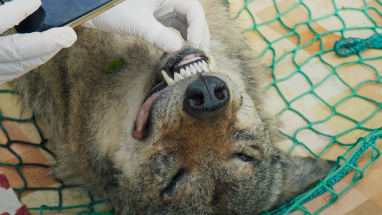 In Wolf Country still 3
