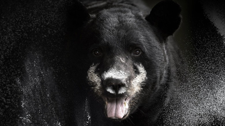 Blow: The True Story of Cocaine, a Bear, and a Crooked Kentucky Cop still 1