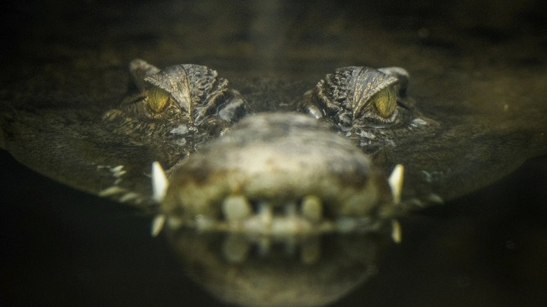 Lair Of The Killer Crocs still 2