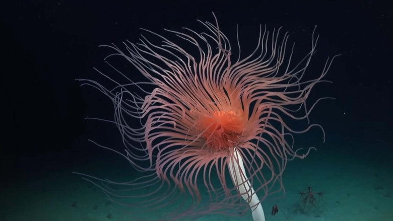 Deep sea exploration : the last frontiers on Earth still 4