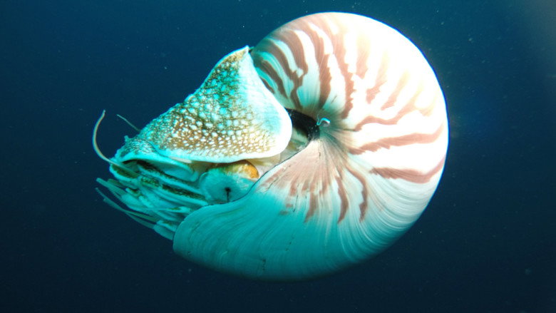 Wonders of the Ocean still 6