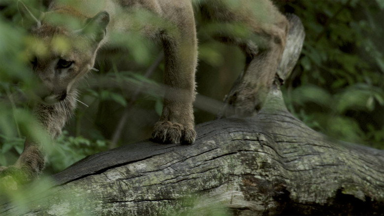 Path of the Panther still 4