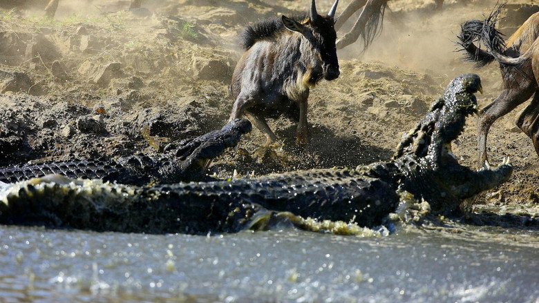 Crocodiles - The Private Life of Primeaval Reptiles still 1