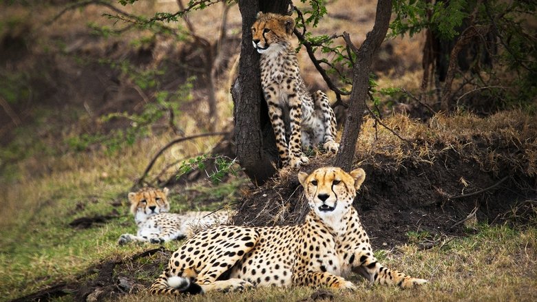 Man Among Cheetahs still 1