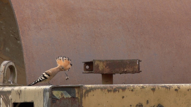 Forbidden Zone - Wildlife on the Battlefield still 1