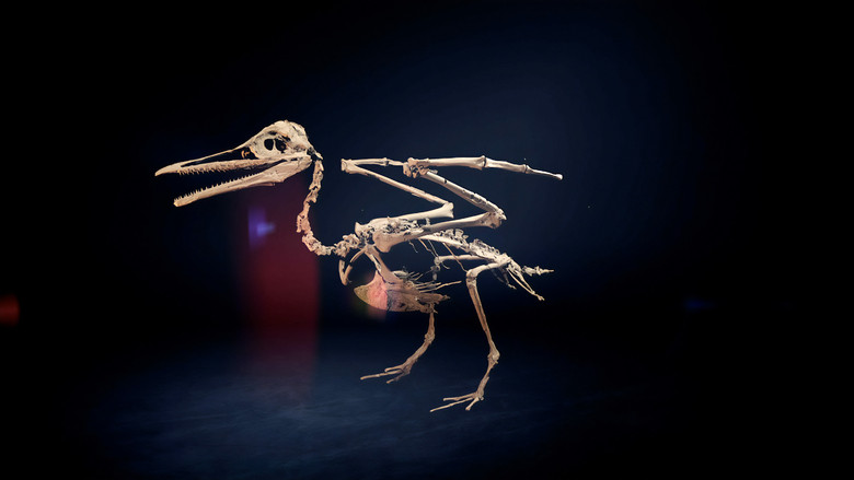 Dino Birds still 1