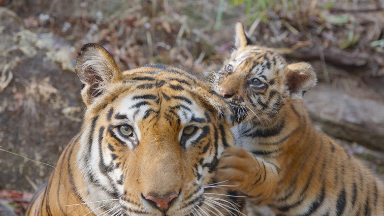Tiger still 5