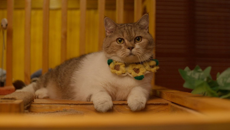 Cat for Cash still 6