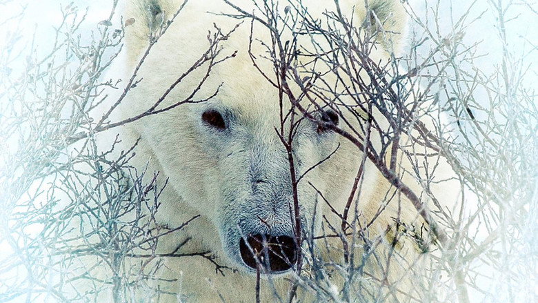 Where the Polar Bears Wait still 1