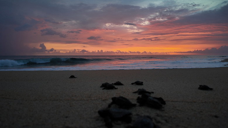 Return: Saving Turtles still 4