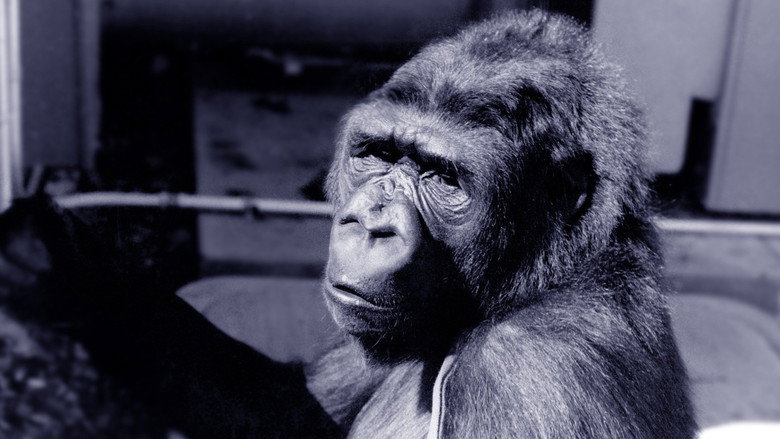 Koko: A Talking Gorilla still 1