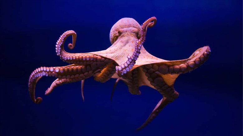Cephalopods: The Reign of Suckers still 1