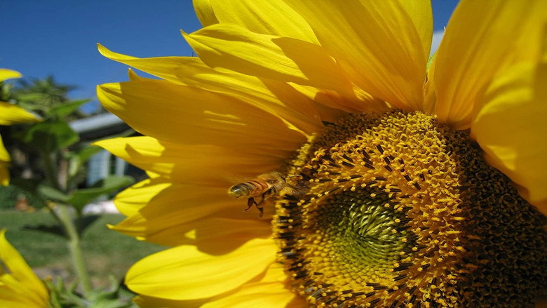 Queen of the Sun: What Are the Bees Telling Us?‎ still 2