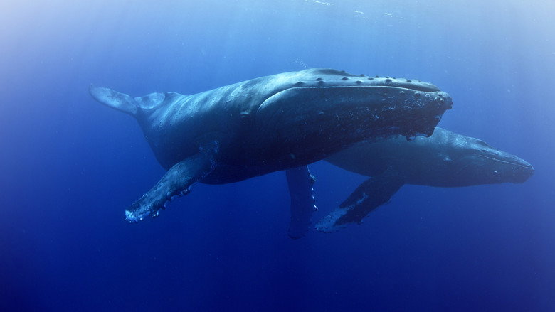 Whale Wisdom still 2