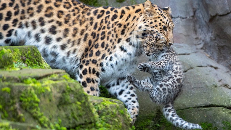 Wild India still 1