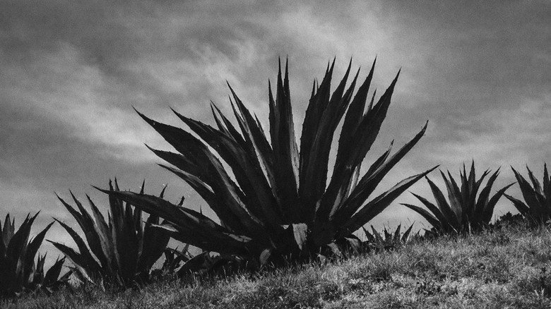 Magueyes still 1