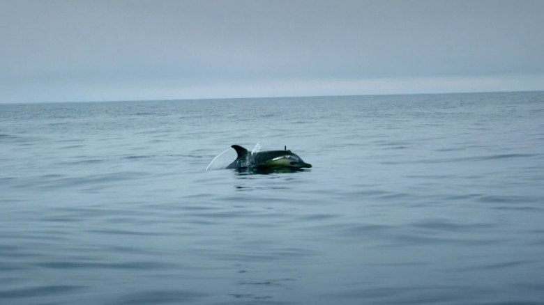 Ireland's Deep Atlantic still 6