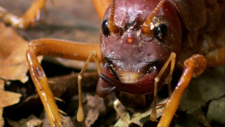 The World's Biggest and Baddest Bugs still 1