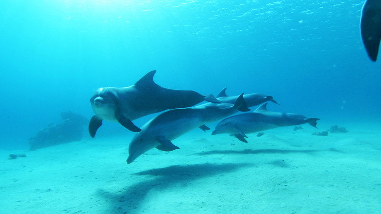 Dolphins in the Deep Blue Ocean still 1