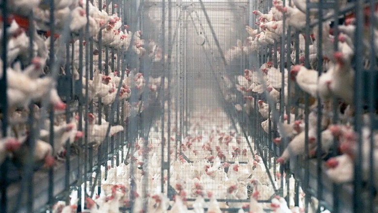 Production Line Animals still 2