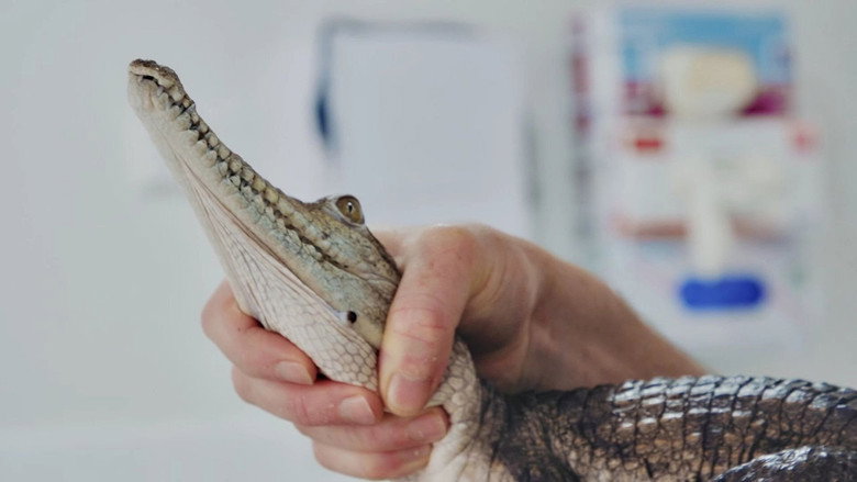 The Bizarre Pet Vets still 3