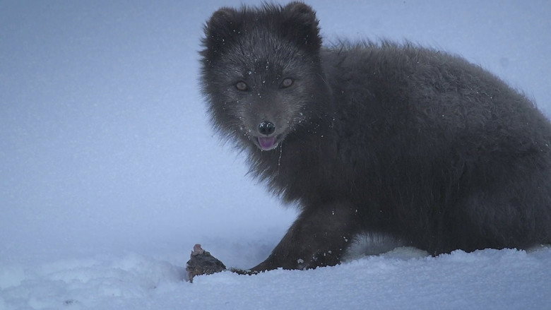 The Arctic Fox: Still Surviving still 1