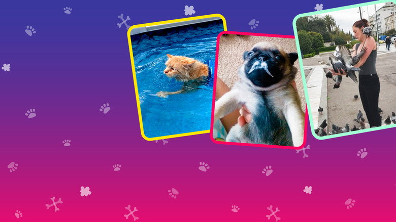 America's Funniest Home Videos: Animal Edition still 7
