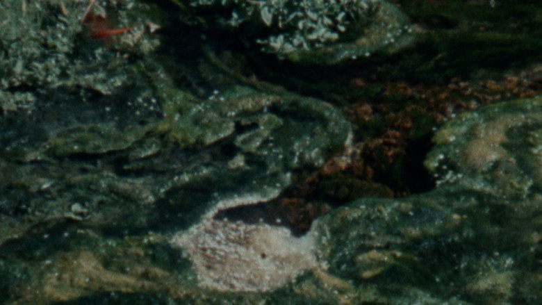 Damp Moss still 1