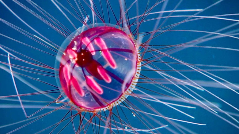 Fascination of the Deep Sea still 8