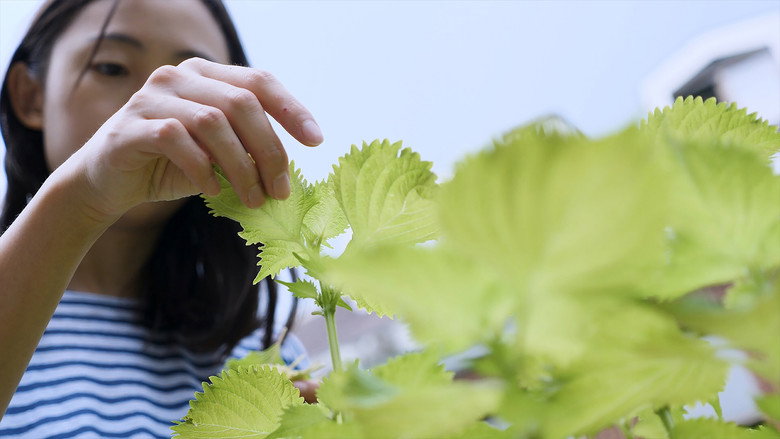 Shiso still 1