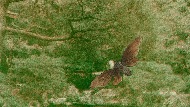Midori Matsumoto’s: The Life Cycle Of A Cicada still 1