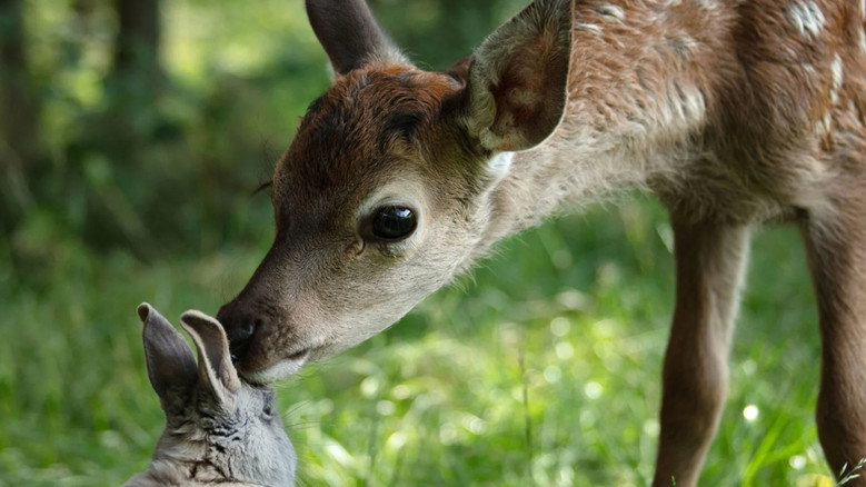Bambi: A Tale of Life in the Woods still 2