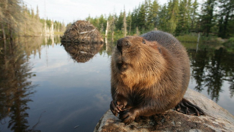 White Tuft, the Little Beaver still 1
