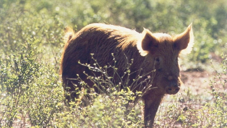 Pig Hunt still 1