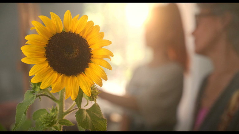 Sunflower still 1