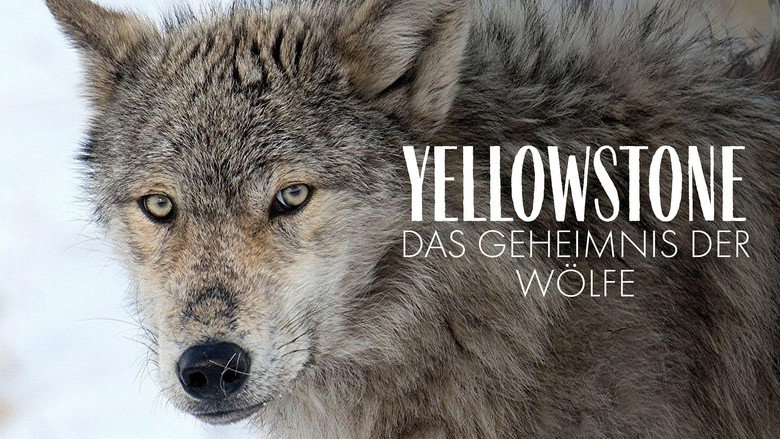 Yellowstone: The Mystery of the Wolves still 3
