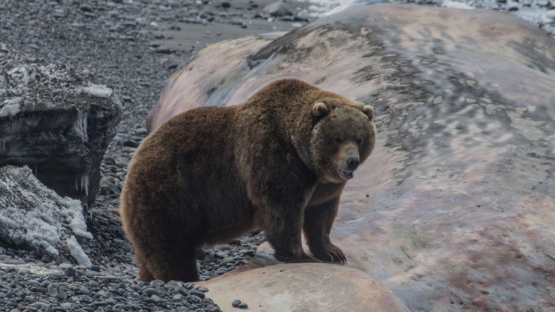 Russia's Wild Sea still 3