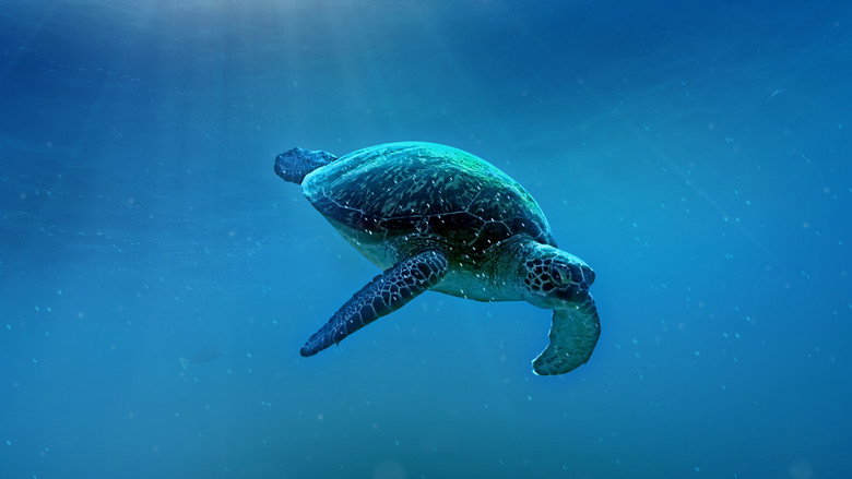 Big Pacific still 1