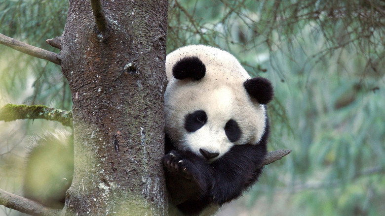 The Giant Panda still 1