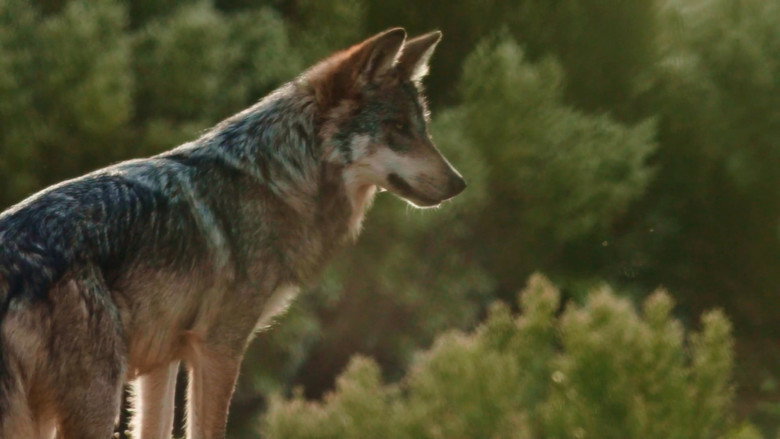 Lobo Mexicano still 1