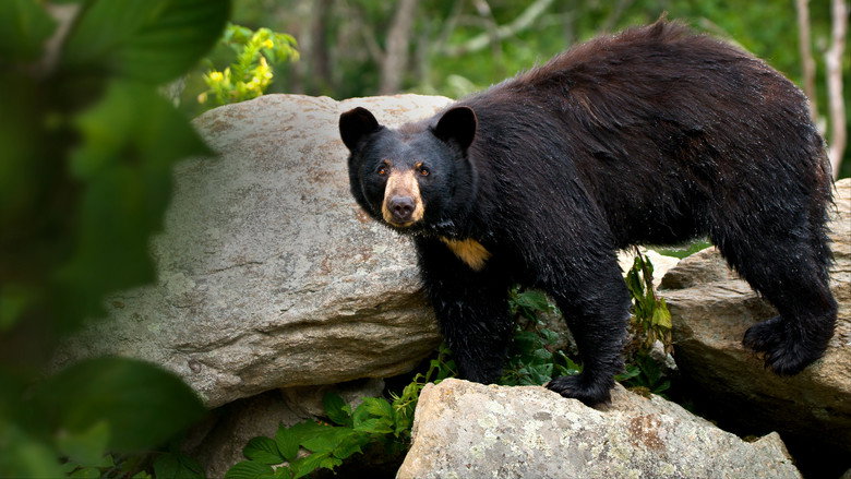 Smoky Mountain Park Rangers still 5