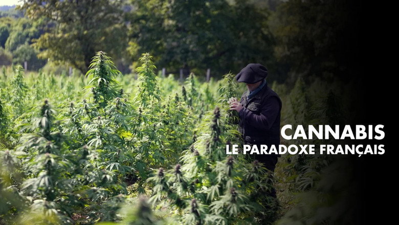Cannabis, un paradoxe français still 3