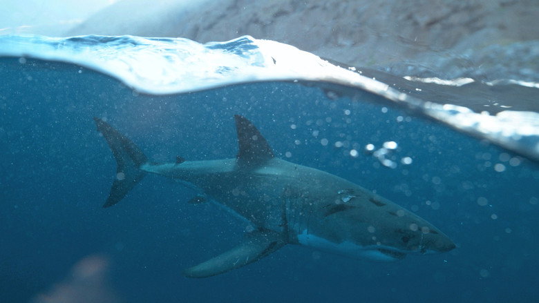 Big Pacific still 5