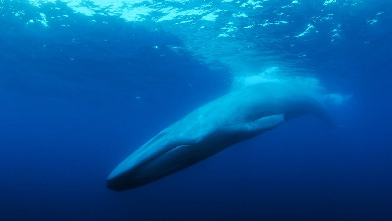The Loneliest Whale: The Search for 52 still 1