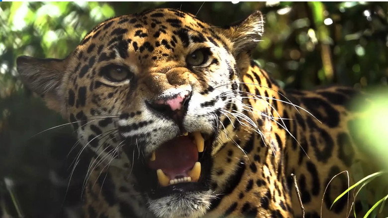 Expedition Artenschutz - Auf der Spur des Jaguars still 1