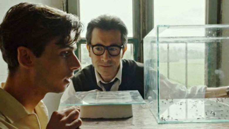 Lord of the Ants still 4